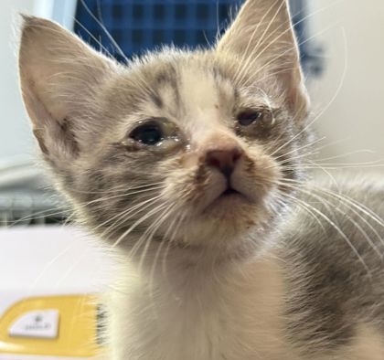 Shelter Stray Female Cat last seen Mount Hope and E. Barnes, Brazos County, TX, 5359 Leonard Rd, Bryan, TX 77807, USA