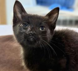 Shelter Stray Male Cat last seen Mount Hope and E. Barnes, Brazos County, TX, 5359 Leonard Rd, Bryan, TX 77807, USA