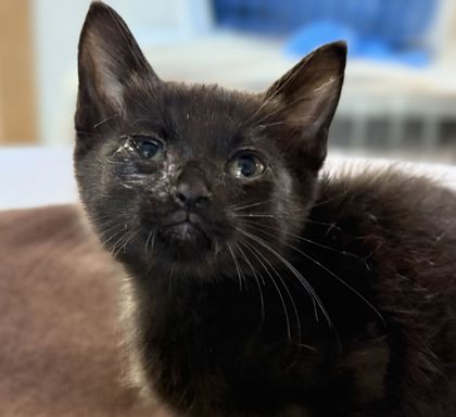 Shelter Stray Male Cat last seen Mount Hope and E. Barnes, Brazos County, TX, 5359 Leonard Rd, Bryan, TX 77807, USA