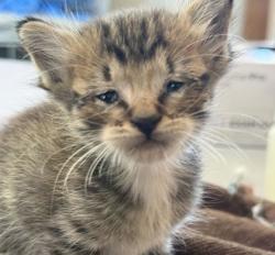 Shelter Stray Female Cat last seen Mount Hope and E. Barnes, Brazos County, TX, 5359 Leonard Rd, Bryan, TX 77807, USA