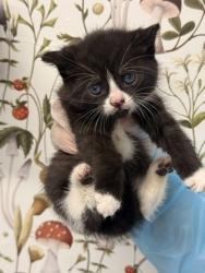 Shelter Stray Female Cat last seen Near N Pulaski, 21217, MD, 2490 Giles Rd, Baltimore, MD 21225, USA