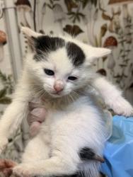 Shelter Stray Male Cat last seen Near N Pulaski, 21217, MD, 2490 Giles Rd, Baltimore, MD 21225, USA