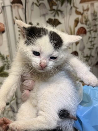 Shelter Stray Male Cat last seen Near N Pulaski, 21217, MD, 2490 Giles Rd, Baltimore, MD 21225, USA