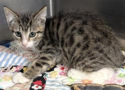 Shelter Stray Male Cat last seen Condor St, County, CA, 3000 Gibson St, Bakersfield, CA 93308, USA