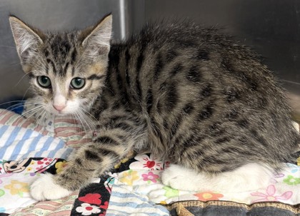 Shelter Stray Male Cat last seen Condor St, County, CA, 3000 Gibson St, Bakersfield, CA 93308, USA