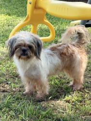 Found/Stray Female Dog last seen Taylor and 28th, Mission, TX 78574