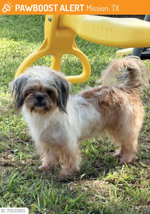 Found/Stray Female Dog last seen Taylor and 28th, Mission, TX 78574