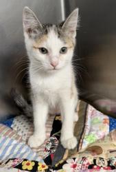 Shelter Stray Female Cat last seen Condor St, County, CA, 3000 Gibson St, Bakersfield, CA 93308, USA