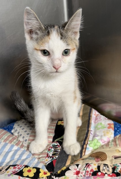 Shelter Stray Female Cat last seen Condor St, County, CA, 3000 Gibson St, Bakersfield, CA 93308, USA
