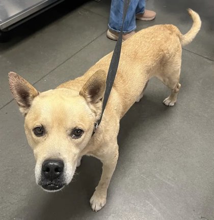 Shelter Stray Male Dog last seen N Academy Ave & E McKinley Ave, Sanger Zone Fresno CO 4 93657, CA, 1510 W Dan Ronquillo Dr, Fresno, CA 93706, USA