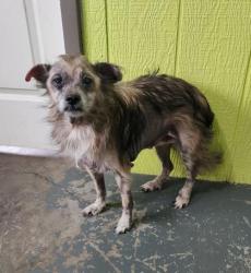 Shelter Stray Unknown Dog last seen Potters Creek, Mason County, WV, 1965 Fairground Rd, Point Pleasant, WV 25550, USA