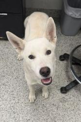 Shelter Stray Male Dog last seen 10th and Fuller, 64126, MO, 7077 Elmwood Ave, Kansas City, MO 64132, USA