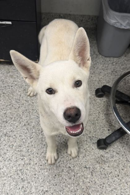 Shelter Stray Male Dog last seen 10th and Fuller, 64126, MO, 7077 Elmwood Ave, Kansas City, MO 64132, USA