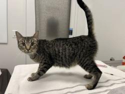 Shelter Stray Female Cat last seen Near Elmwood Avenue, KCMO, 64132, 64132,, 7077 Elmwood Ave, Kansas City, MO 64132, USA