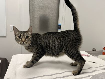 Shelter Stray Female Cat last seen Near Elmwood Avenue, KCMO, 64132, 64132,, 7077 Elmwood Ave, Kansas City, MO 64132, USA
