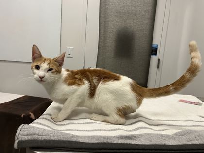 Shelter Stray Male Cat last seen Near Elmwood Avenue, KCMO, 64132, 64132,, 7077 Elmwood Ave, Kansas City, MO 64132, USA