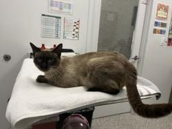 Shelter Stray Male Cat last seen Near Elmwood Avenue, KCMO, 64132, 64132,, 7077 Elmwood Ave, Kansas City, MO 64132, USA