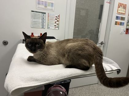 Shelter Stray Male Cat last seen Near Elmwood Avenue, KCMO, 64132, 64132,, 7077 Elmwood Ave, Kansas City, MO 64132, USA