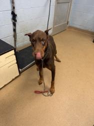 Shelter Stray Male Dog last seen , , GA, 3280 Chamblee Dunwoody Rd, Chamblee, GA 30341, USA