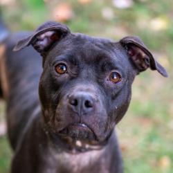 Shelter Stray Female Dog last seen Near STONE STREET, 30058, GA, 3280 Chamblee Dunwoody Rd, Chamblee, GA 30341, USA