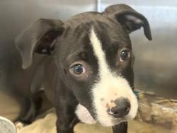 Shelter Stray Male Dog last seen Near Block 403 Westinghouse rd, City of Georgetown, TX, 1855 SE Inner Loop, Georgetown, TX 78626, USA