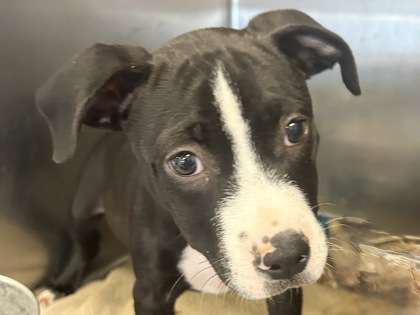 Shelter Stray Male Dog last seen Near Block 403 Westinghouse rd, City of Georgetown, TX, 1855 SE Inner Loop, Georgetown, TX 78626, USA