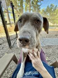 Shelter Stray Female Dog last seen Near Turner Hill Road Lithonia, 30058, 30058, GA, 3280 Chamblee Dunwoody Rd, Chamblee, GA 30341, USA