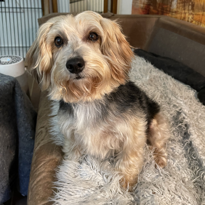 Shelter Stray Male Dog last seen Michael and Lindon streets in decatur GA 30033, 30033, GA, 3280 Chamblee Dunwoody Rd, Chamblee, GA 30341, USA