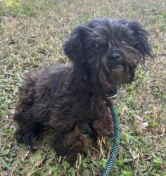 Shelter Stray Female Dog last seen Northview Ave & Candler RdCandler-McAfee, GA 30032, 30032, GA, 3280 Chamblee Dunwoody Rd, Chamblee, GA 30341, USA