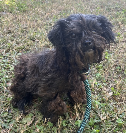 Shelter Stray Female Dog last seen Northview Ave & Candler RdCandler-McAfee, GA 30032, 30032, GA, 3280 Chamblee Dunwoody Rd, Chamblee, GA 30341, USA
