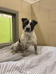 Shelter Stray Male Dog last seen Krutch Park, Knox County GP, TN, 3201 Division St, Knoxville, TN 37919, USA