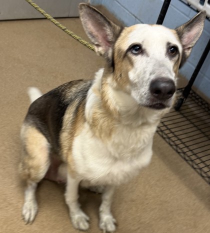Shelter Stray Female Dog last seen Near Stonegate Industrial Blvd, 30083, GA, 3280 Chamblee Dunwoody Rd, Chamblee, GA 30341, USA