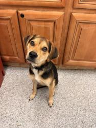 Shelter Stray Male Dog last seen Near Brakebill Rd, Knox County ASO, TN, 3201 Division St, Knoxville, TN 37919, USA