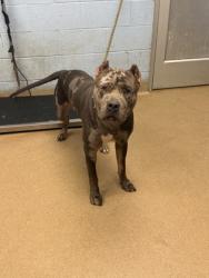 Shelter Stray Male Dog last seen Near W Mountain St Stone Mountain, 30083, 30083, GA, 3280 Chamblee Dunwoody Rd, Chamblee, GA 30341, USA