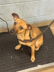 Shelter Stray Female Dog last seen Et Chapel Circle, 30034, GA, 3280 Chamblee Dunwoody Rd, Chamblee, GA 30341, USA