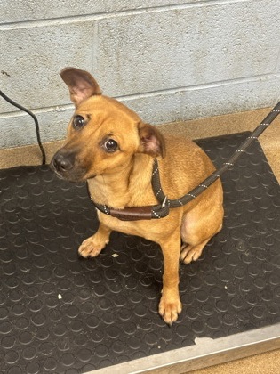 Shelter Stray Female Dog last seen Et Chapel Circle, 30034, GA, 3280 Chamblee Dunwoody Rd, Chamblee, GA 30341, USA