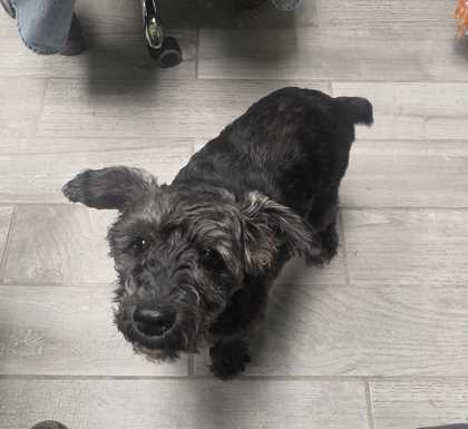 Shelter Stray Male Dog last seen Wrights ferry road, Knox County ASO, TN, 3201 Division St, Knoxville, TN 37919, USA