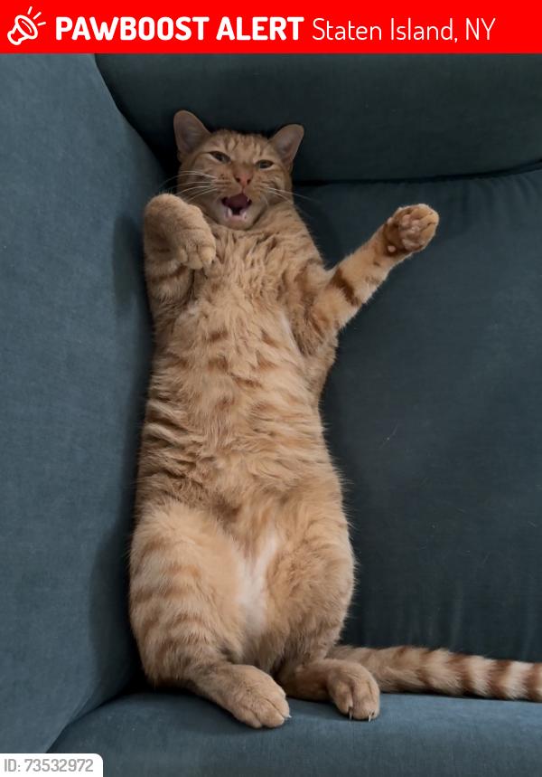 Lost Male Cat last seen Victory Boulevard & Clove Road, Staten Island, NY 10301