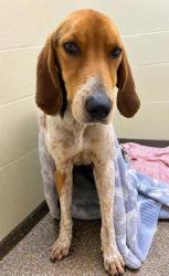 Shelter Stray Male Dog last seen Near North Main Street, Berkeley County, SC, 2455 Remount Rd, North Charleston, SC 29406, USA