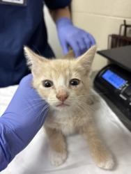Shelter Stray Male Cat last seen Near W Montague Avenue, North Charleston, SC, 2455 Remount Rd, North Charleston, SC 29406, USA