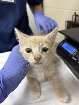 Shelter Stray Male Cat last seen Near W Montague Avenue, North Charleston, SC, 2455 Remount Rd, North Charleston, SC 29406, USA