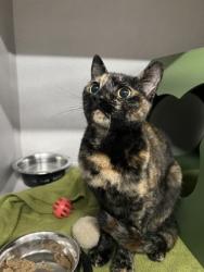 Shelter Stray Female Cat last seen Near Data Dr, Rancho Cordova, CA, 6201 Florin Perkins Rd, Sacramento, CA 95828, USA