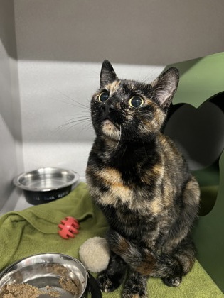 Shelter Stray Female Cat last seen Near Data Dr, Rancho Cordova, CA, 6201 Florin Perkins Rd, Sacramento, CA 95828, USA