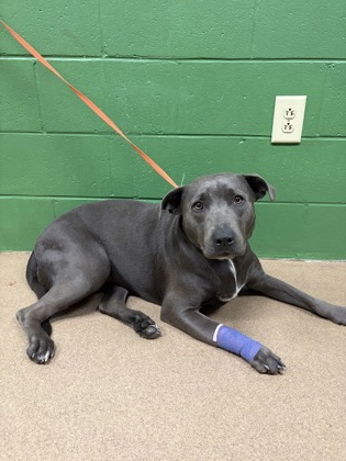 Shelter Stray Female Dog last seen Near O St. 29625, Anderson County, SC, 1320 US-29, Anderson, SC 29626, USA