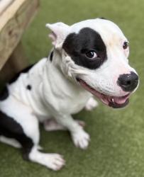Shelter Stray Female Dog last seen 3429candlewood Dr G, East Point, GA, 1251 Fulton Industrial Blvd NW, Atlanta, GA 30336, USA