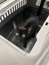 Shelter Stray Male Cat last seen Near Ferry Lane SW, Atlanta, GA, 1251 Fulton Industrial Blvd NW, Atlanta, GA 30336, USA
