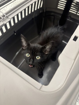 Shelter Stray Male Cat last seen Near Ferry Lane SW, Atlanta, GA, 1251 Fulton Industrial Blvd NW, Atlanta, GA 30336, USA