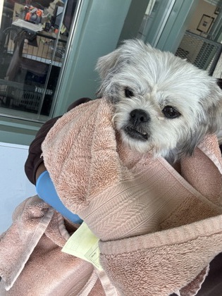 Shelter Stray Female Dog last seen 75th and International, Oakland, CA, 1101 29th Ave, Oakland, CA 94601, USA