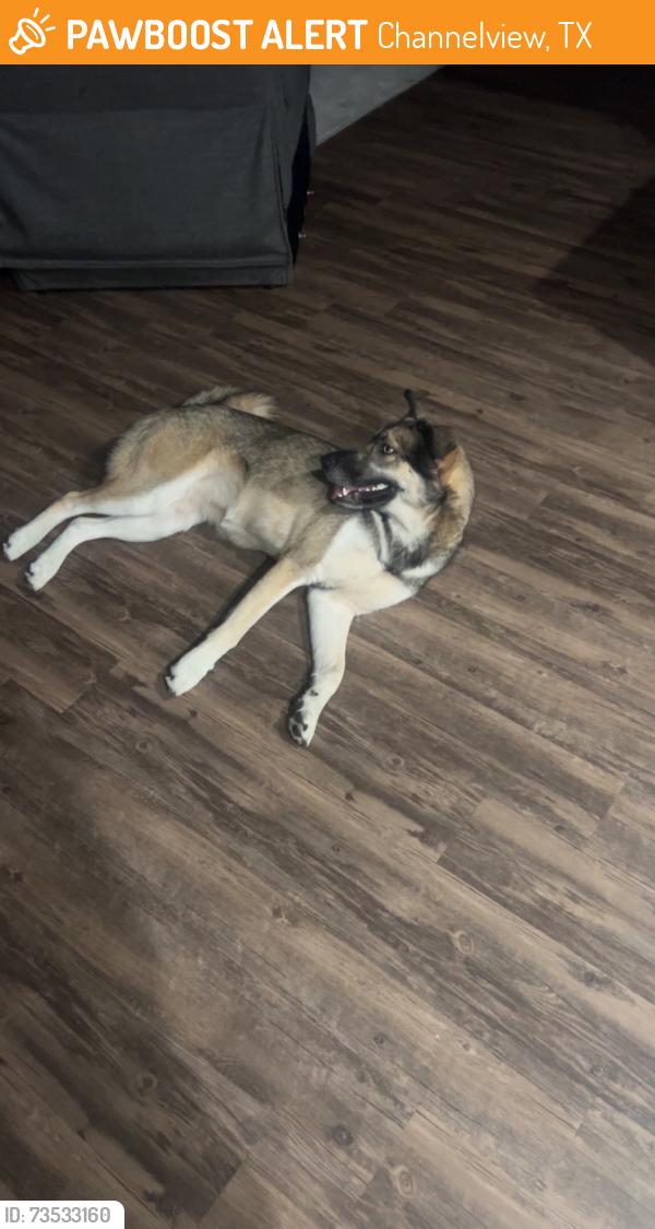 Found/Stray Female Dog last seen Lariat - near gas station, Channelview, TX 77530