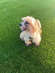 Lost Male Dog last seen Near SW 13th st miami fl 33144, Miami, FL 33144